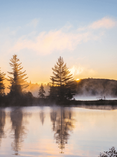 PH Forest Fog Sunrise