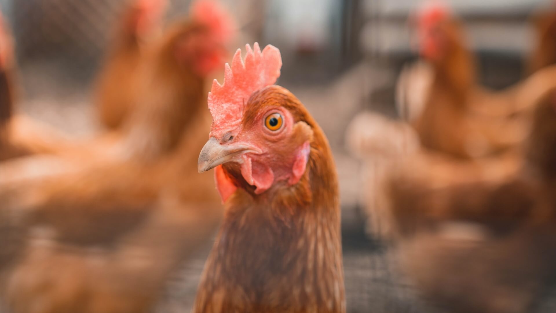 Hühn im automatisierten Hühnerstall