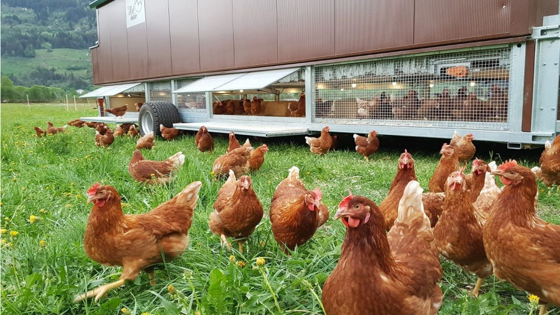 Die Hühner vor dem voll automatisierten mobilen Hühnerstall