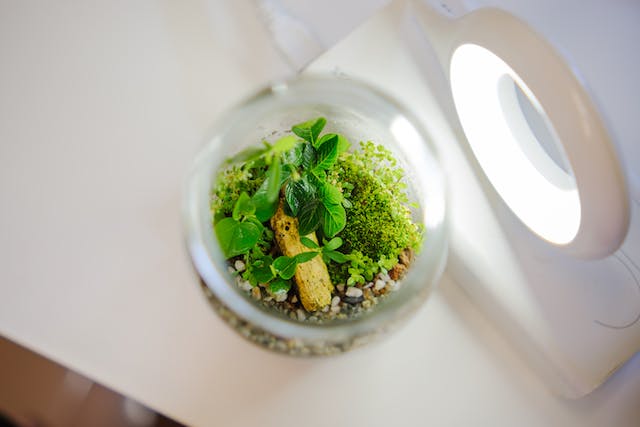 A glass with green vegetation inside in front of a window.