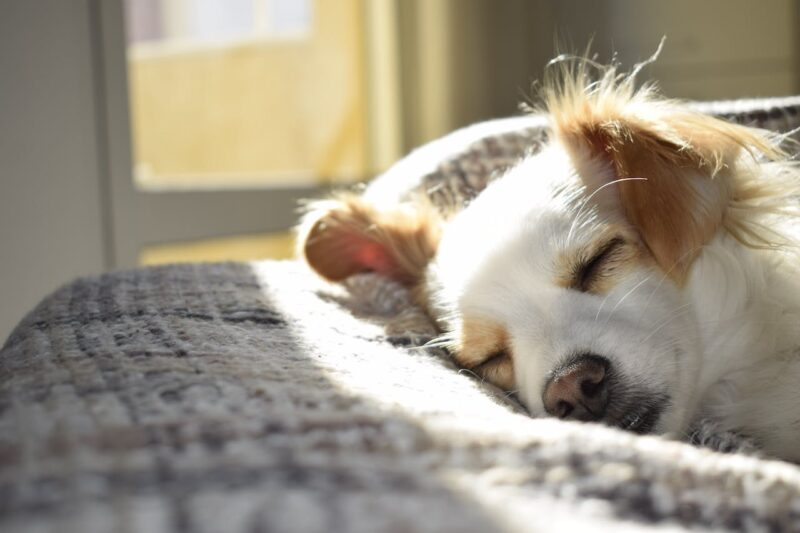 A dog sleeping on a warm patch of a pillow heated by the sun.
