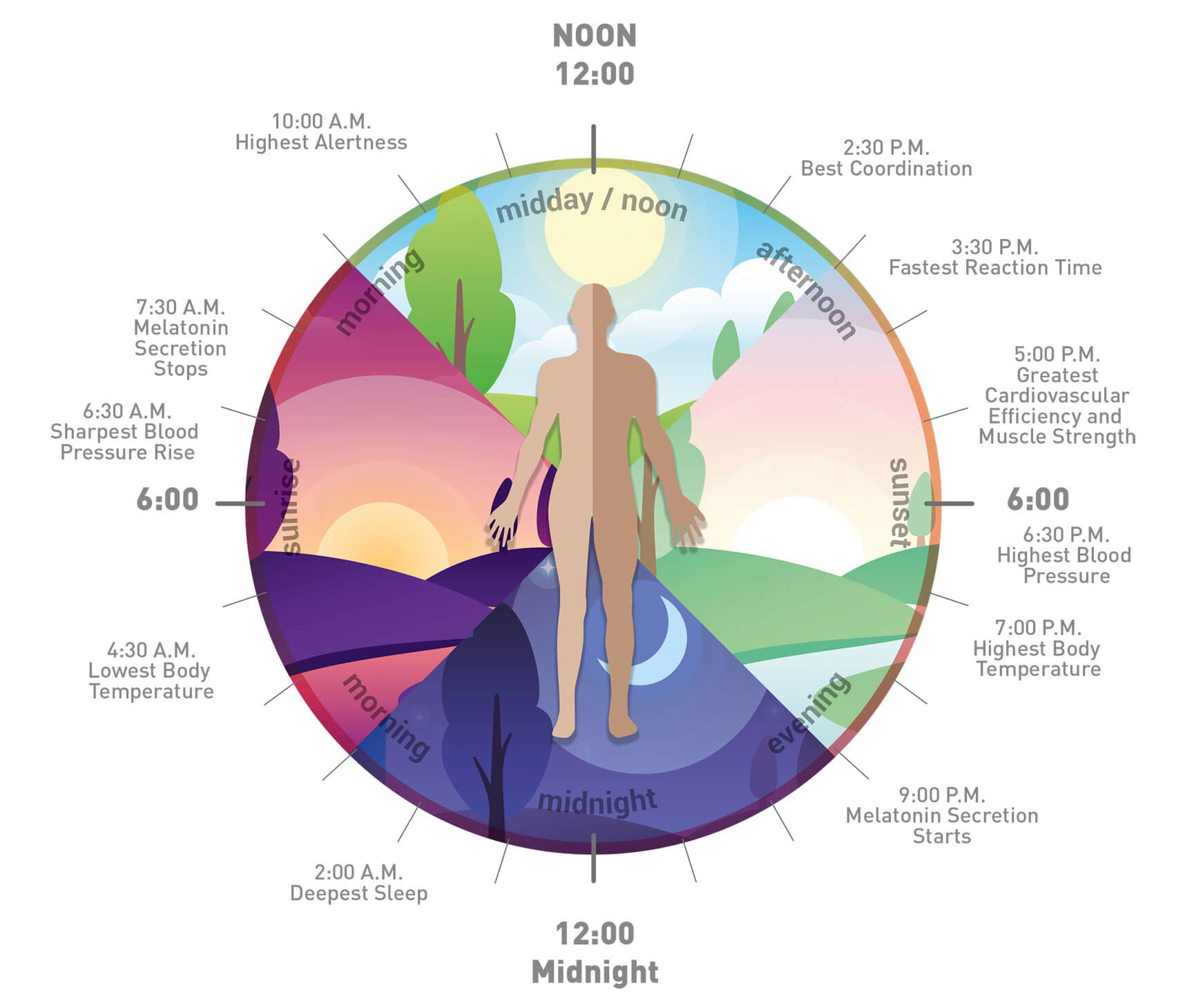 Circadian rhythm diagram