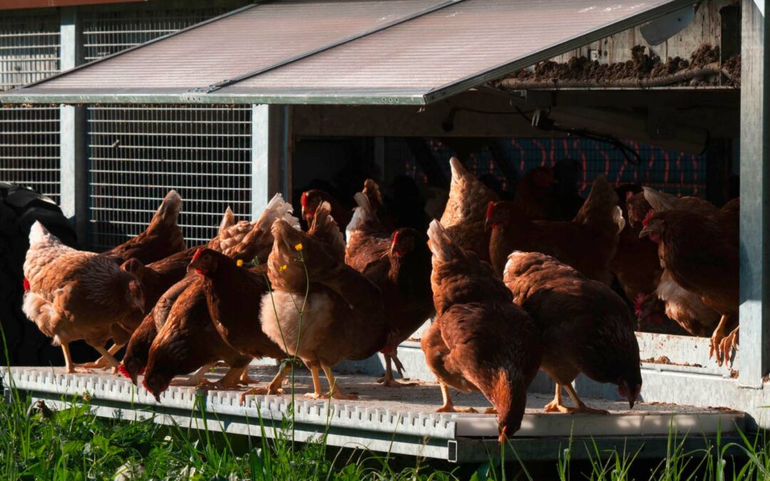 Automated mobile chicken coop with Loxone