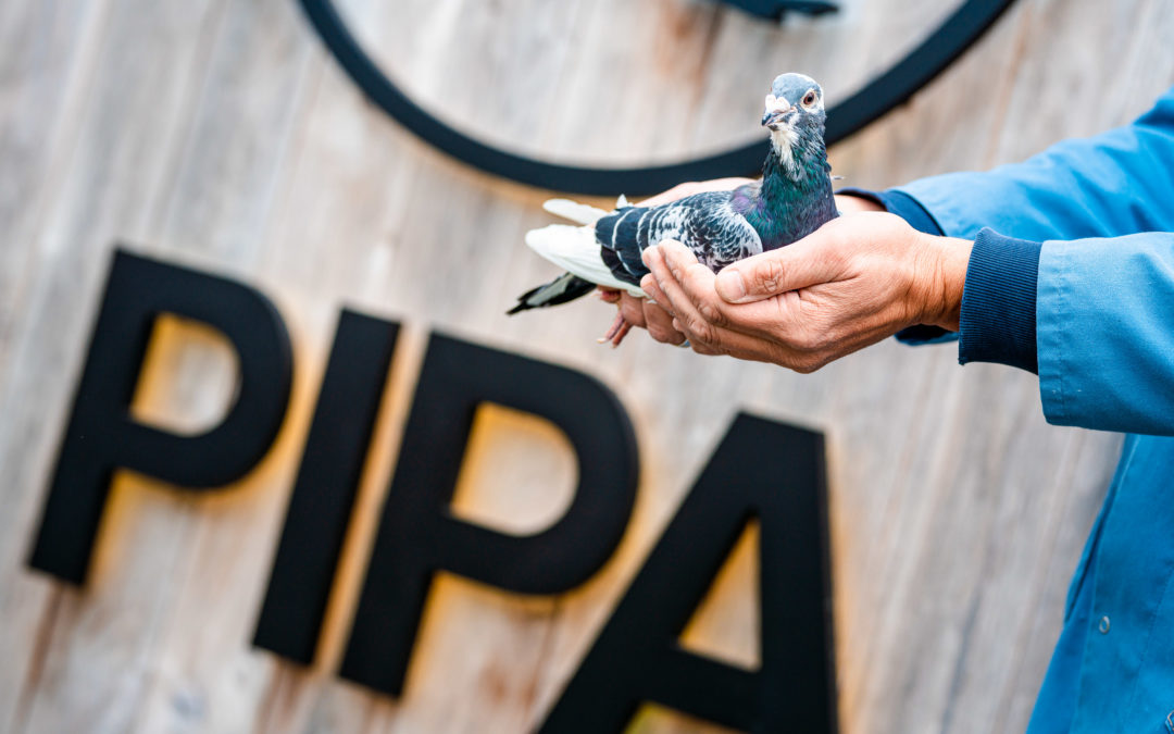 Samenwerking tussen Pigeon Paradise en Loxone