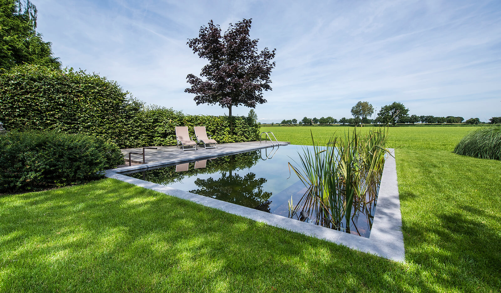 groene aanslag zwemvijver