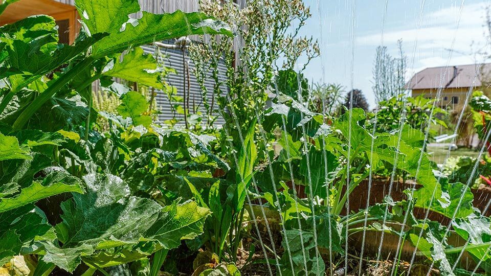 Wassersprinkler der Gartenbeet bewässert