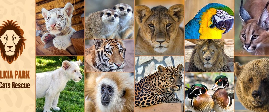Malkia Park: Druhá šanca na život pre divoké zvieratá